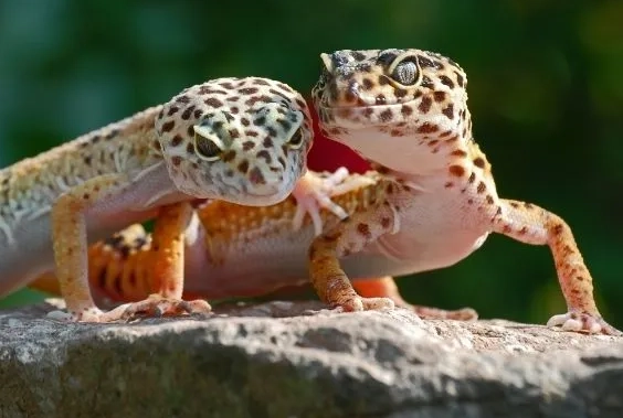 how long do leopard geckos live