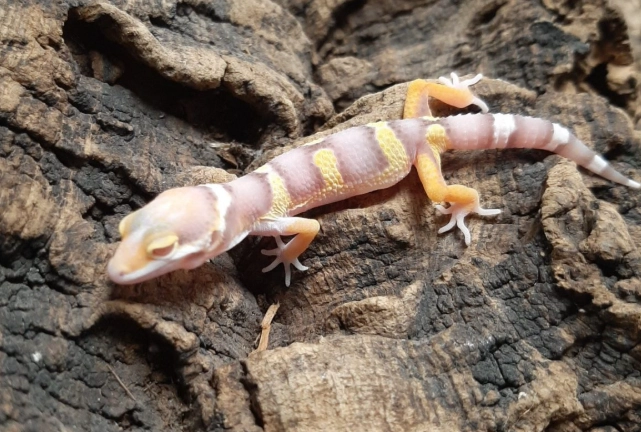 albino leopard gecko