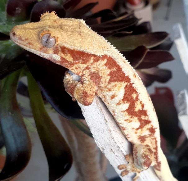 Harlequin crested gecko rare