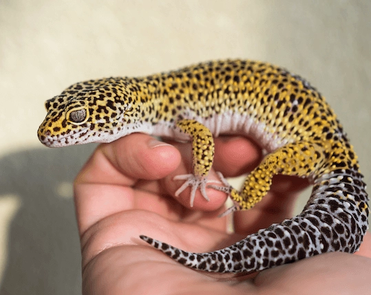 leopard gecko care leopard gecko care