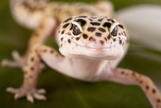 leopard gecko bite