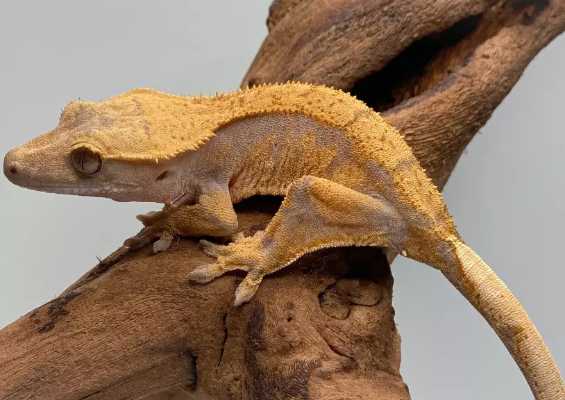 Harlequin crestie care Harlequin crestie care