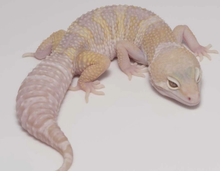 albino leopard gecko