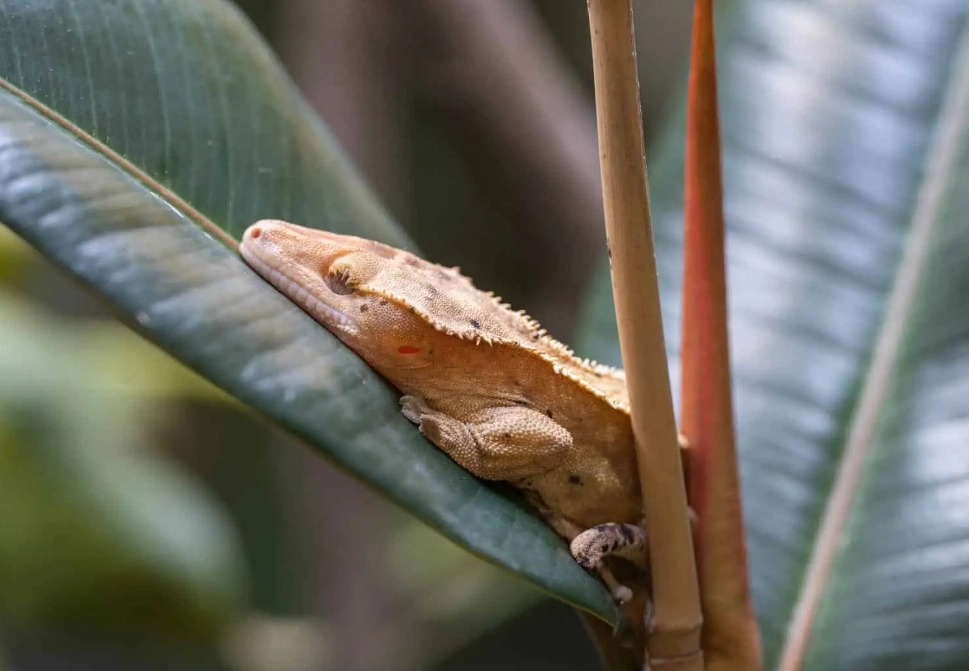 crested gecko temperament crested gecko temperament