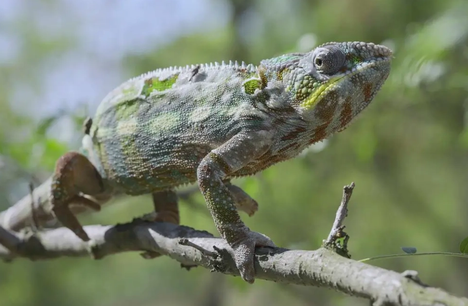 chameleon handling chameleon handling