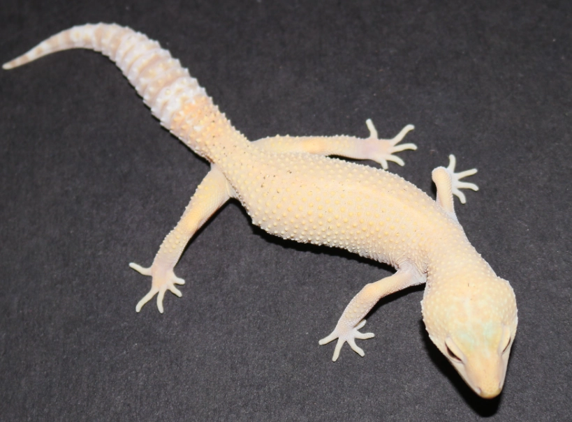 albino leopard gecko care
