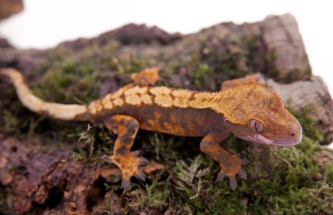 crested gecko care crested gecko care