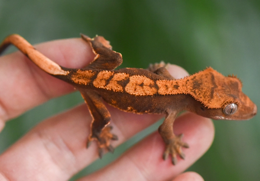harlequin crested gecko