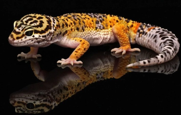 leopard gecko pet