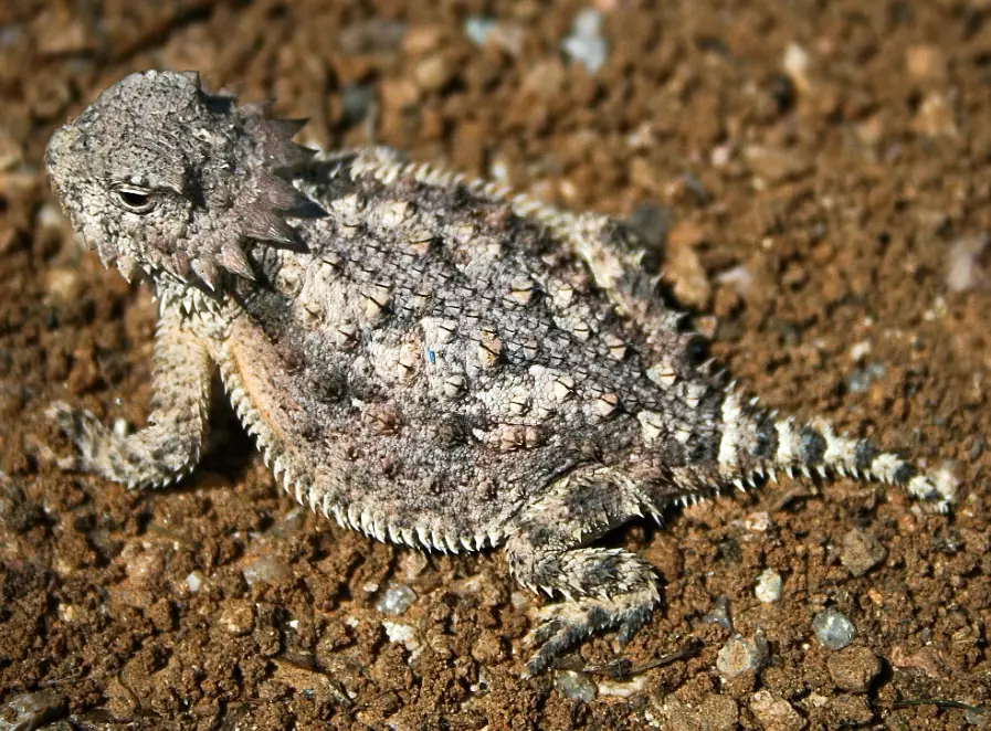 horned gecko care