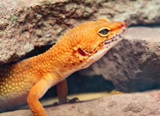 leopard gecko habitat