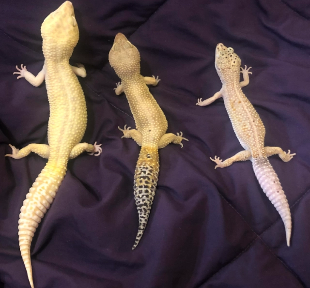 fancy leopard gecko