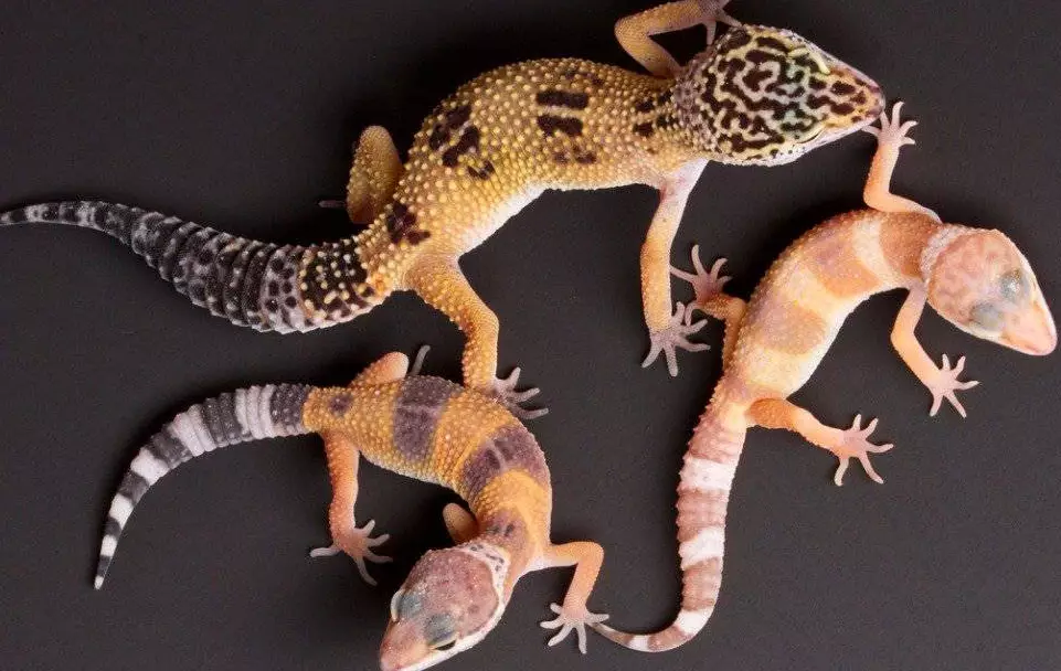 fancy leopard gecko