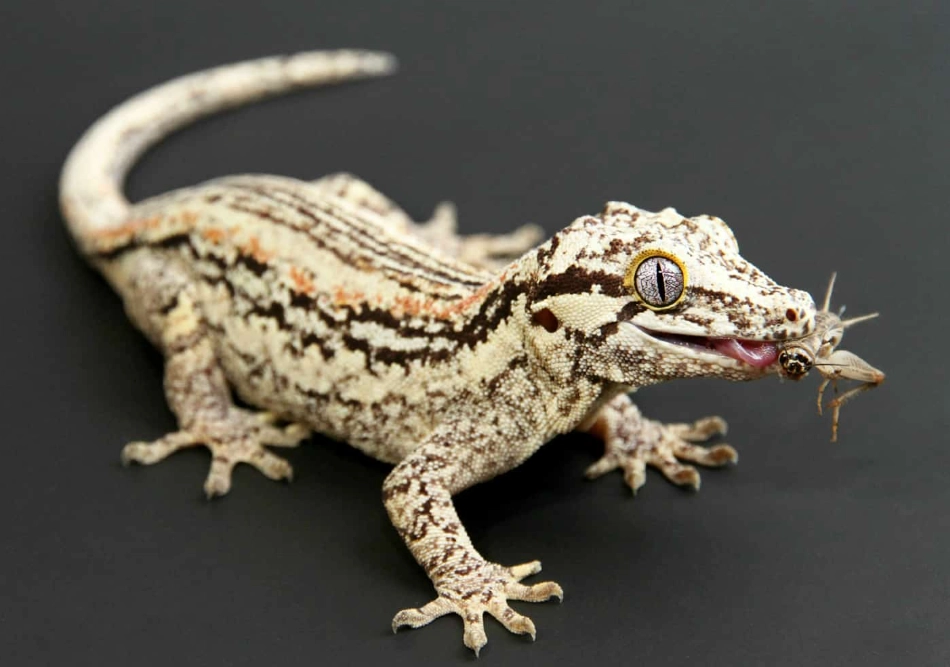 horned gecko care