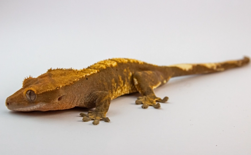 flame harlequin crested gecko flame harlequin crested gecko