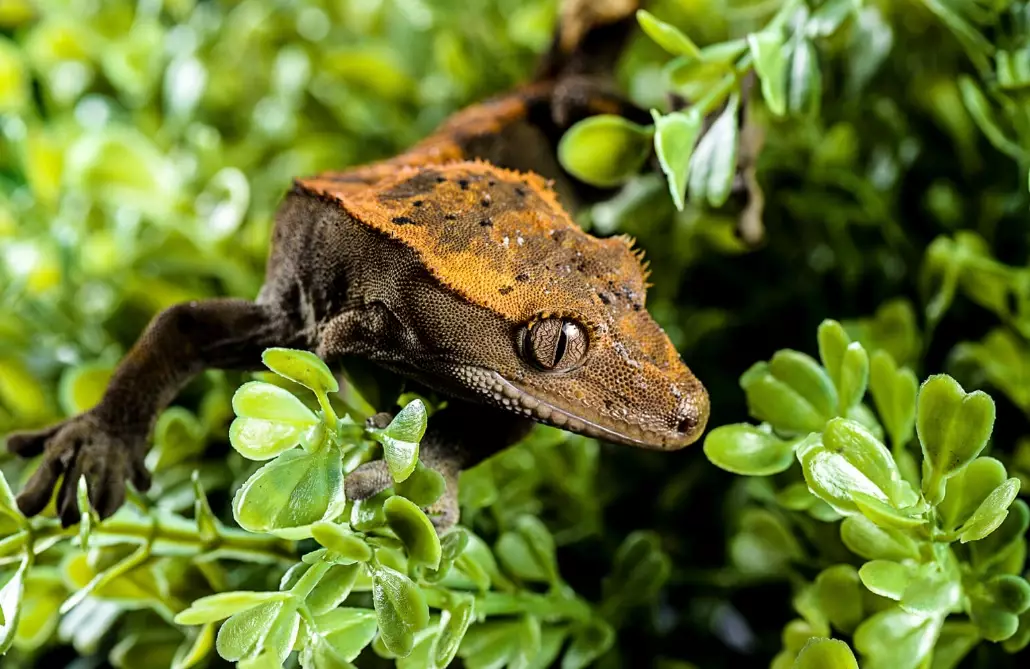 are crested geckos friendly are crested geckos friendly