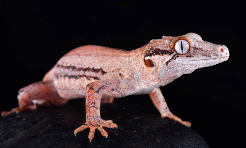 gargoyle gecko setup