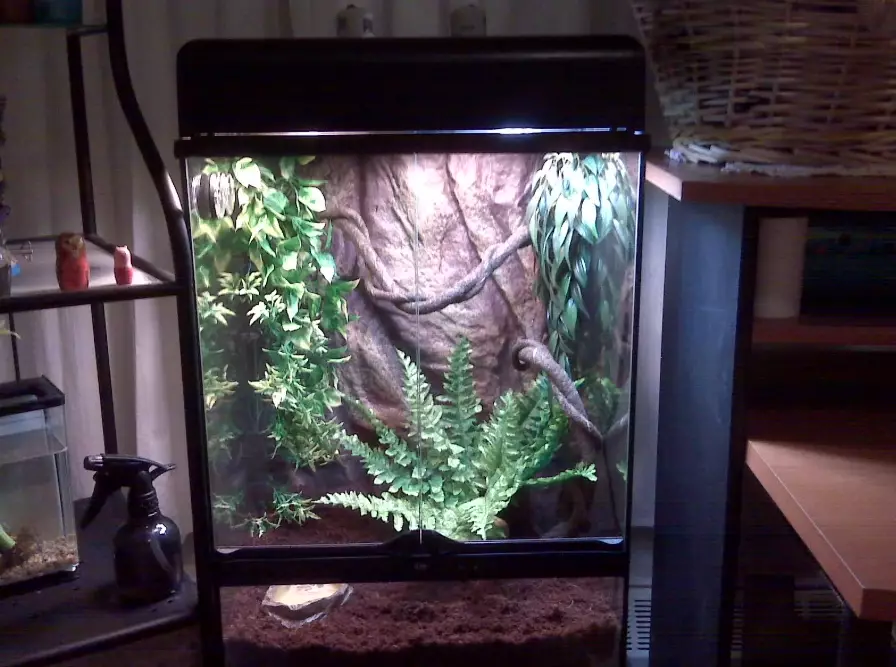 chameleon enclosure size