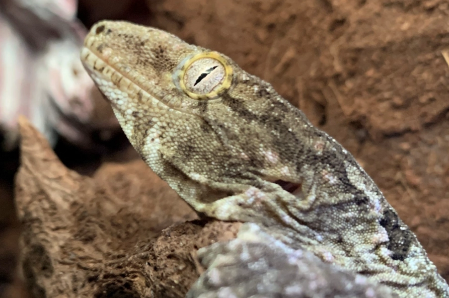 New Caledonian giant gecko bite