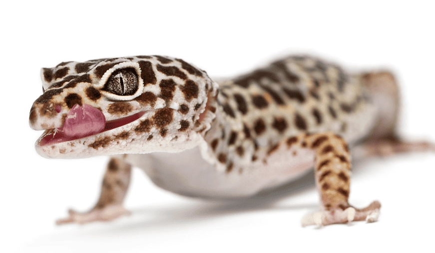 leopard gecko pet
