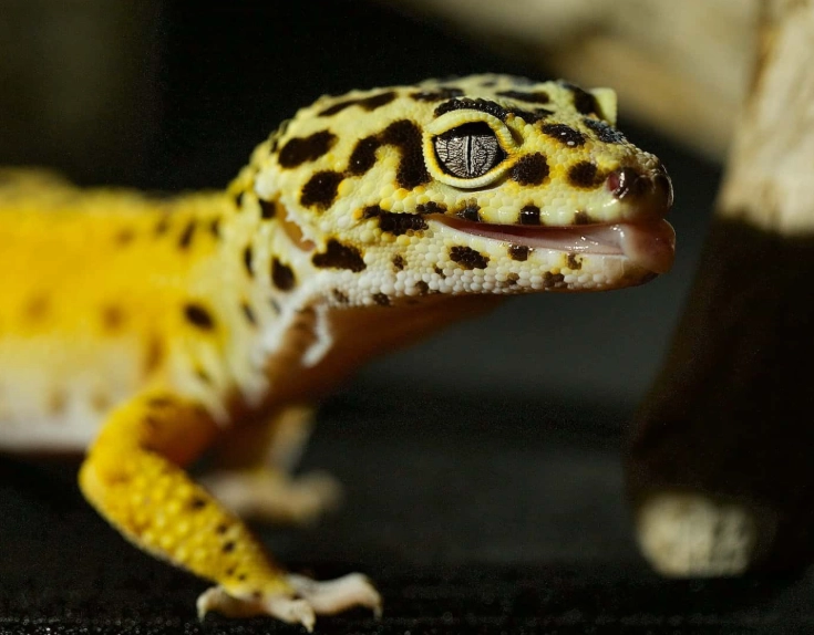 leopard gecko pet