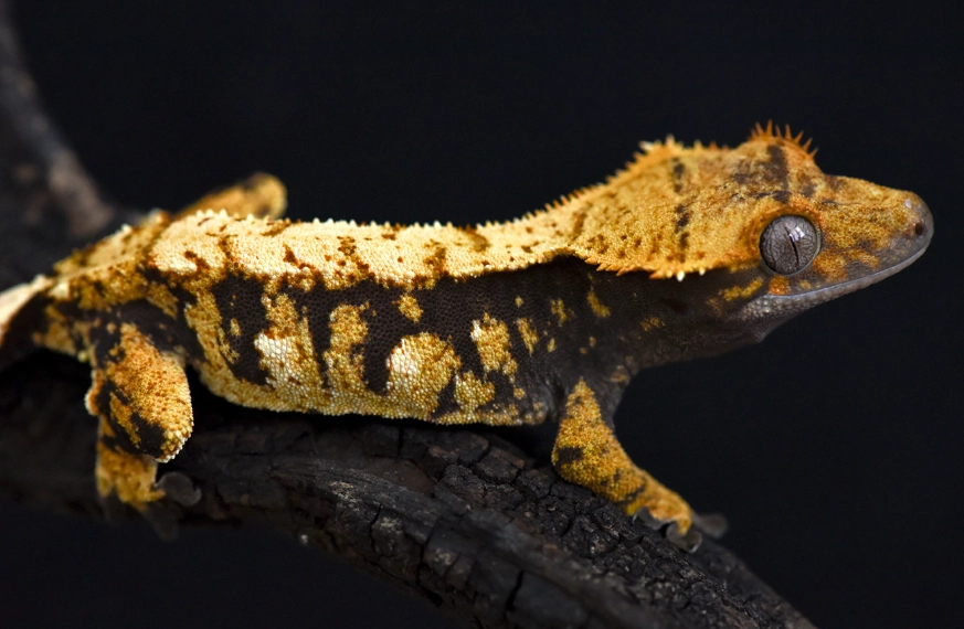 crested gecko morphs