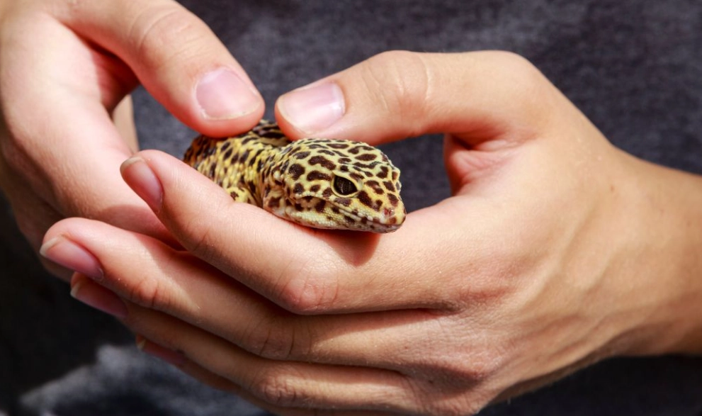gecko handling