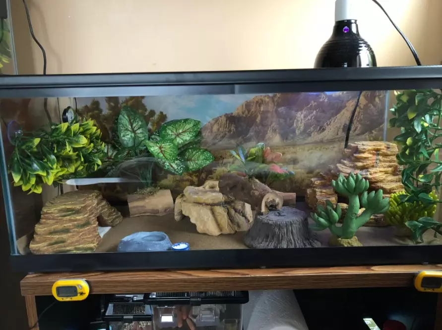 reptile habitat setup
