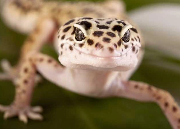 giant gecko bite pain