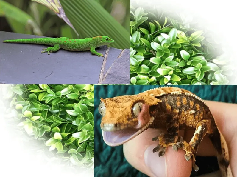 best gecko for beginners