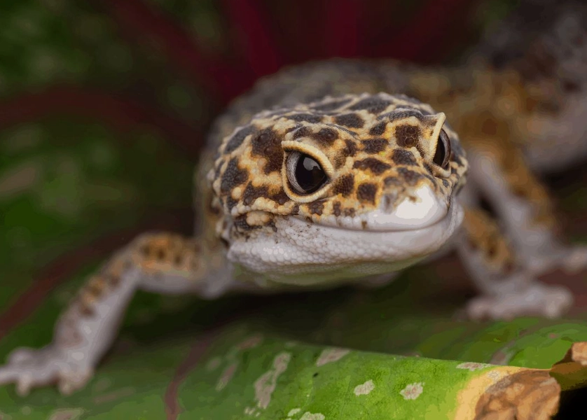 leopard gecko lifespan leopard gecko lifespan