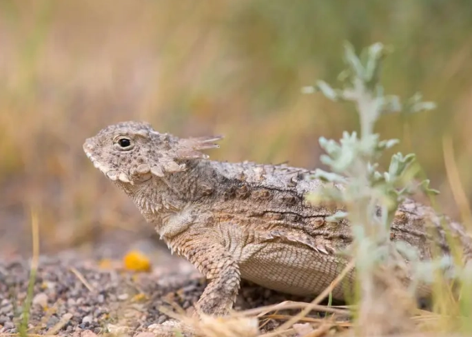 horned toad habitat