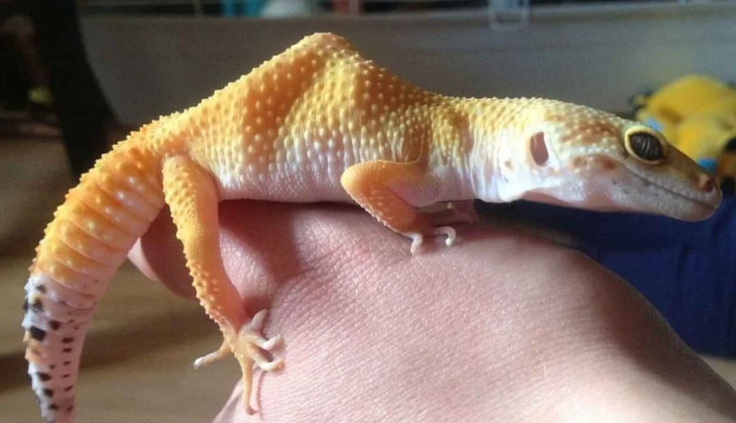 how long do albino leopard geckos live