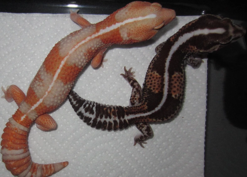 leopard gecko morphs