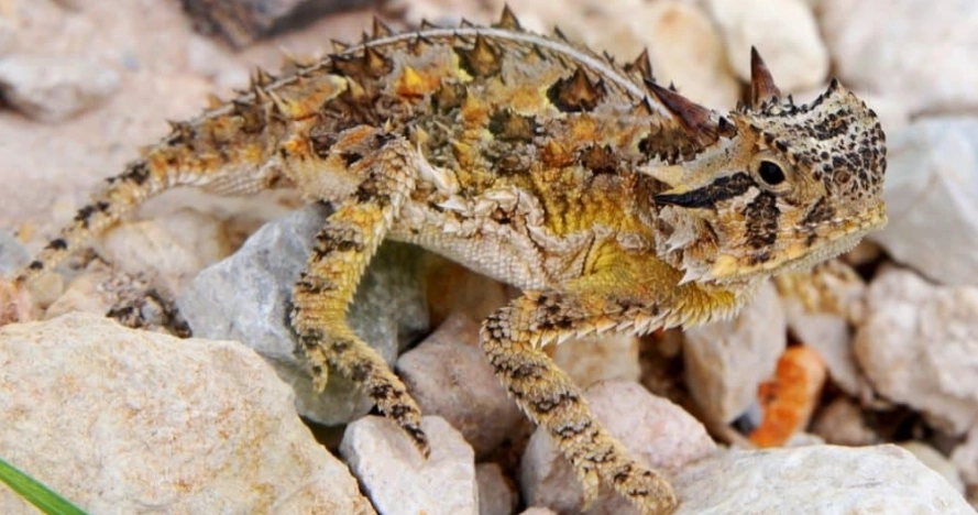 horned lizard venomous
