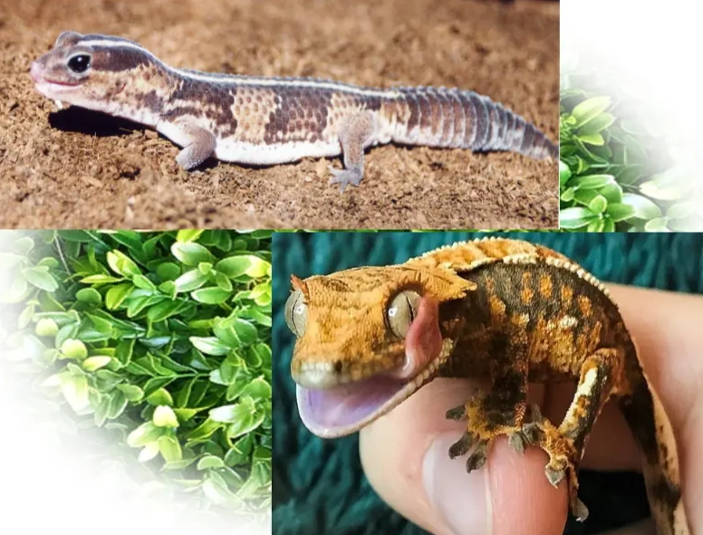gecko care guide