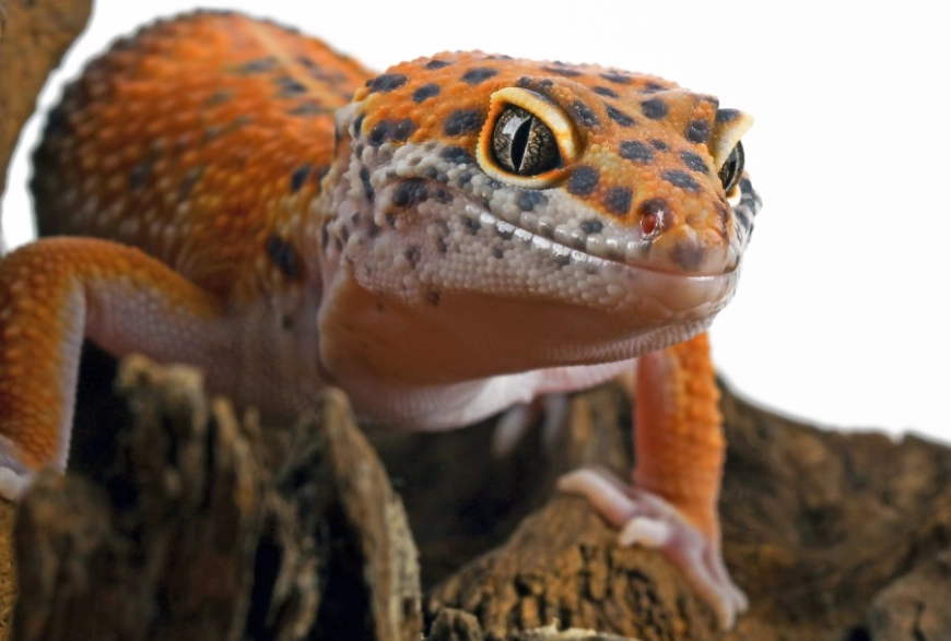 horned gecko care