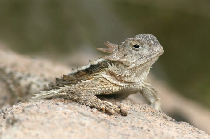 where do horned lizards live