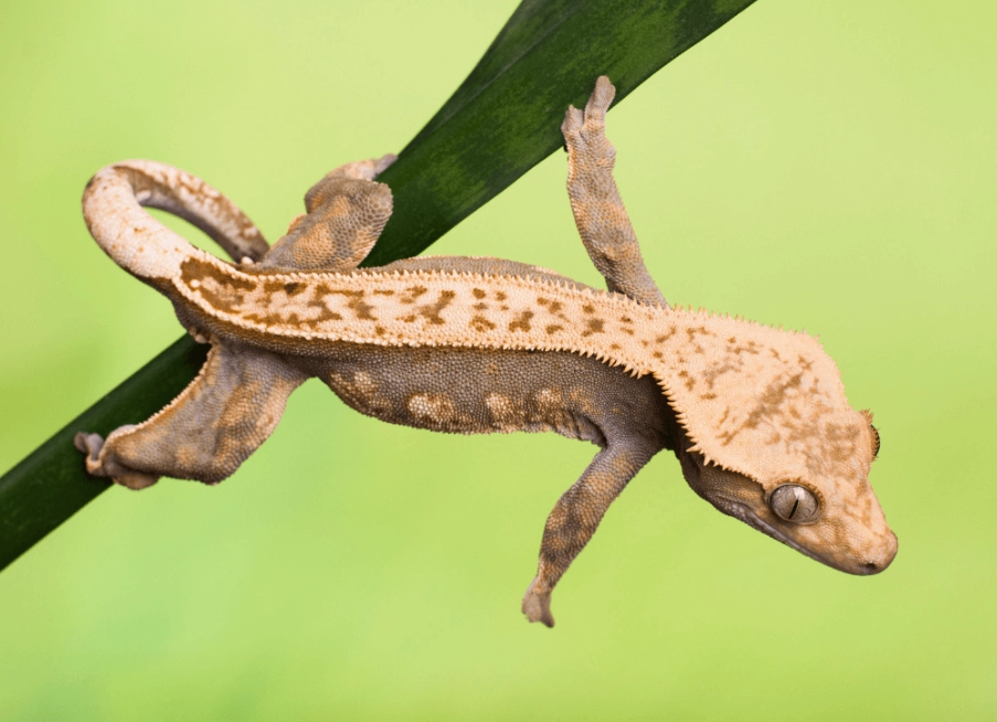 crested gecko temperament crested gecko temperament