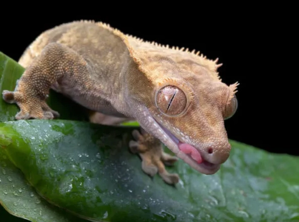 New Caledonian giant gecko bite