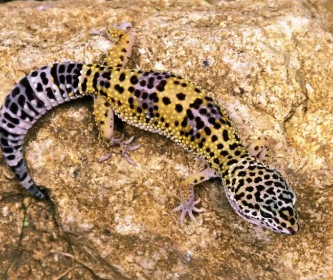leopard gecko health leopard gecko health