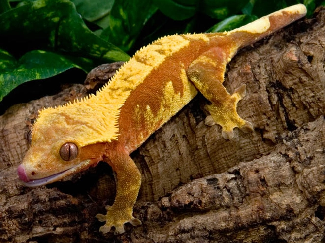 flame harlequin crested gecko flame harlequin crested gecko