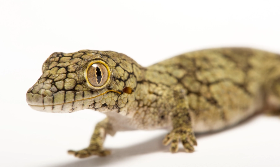 gecko tank dimensions