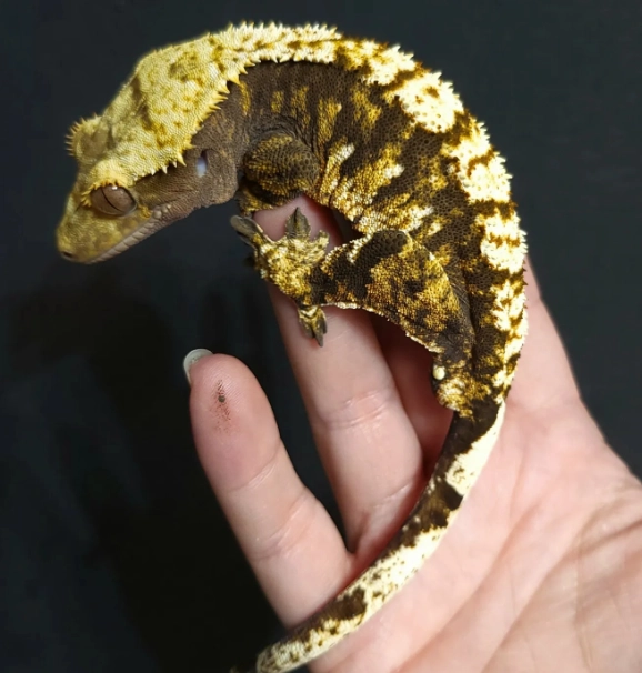 crested gecko genetics