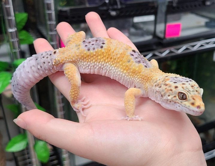 leopard gecko lifespan leopard gecko lifespan