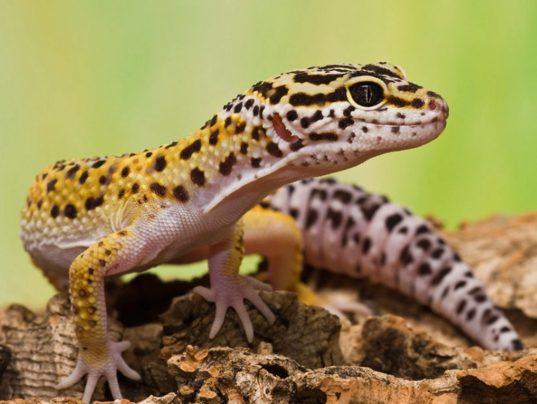 leopard gecko habitat