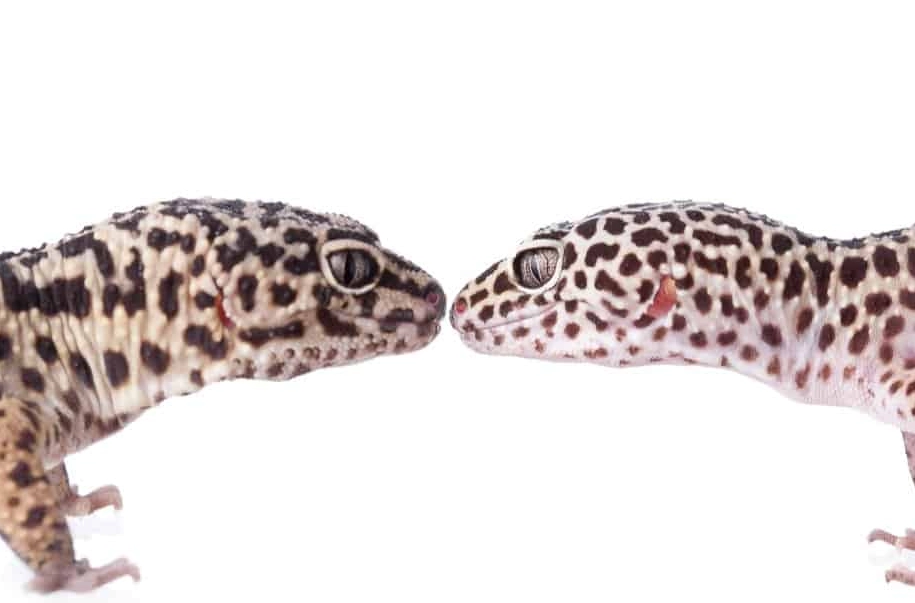 fancy vs normal leopard gecko