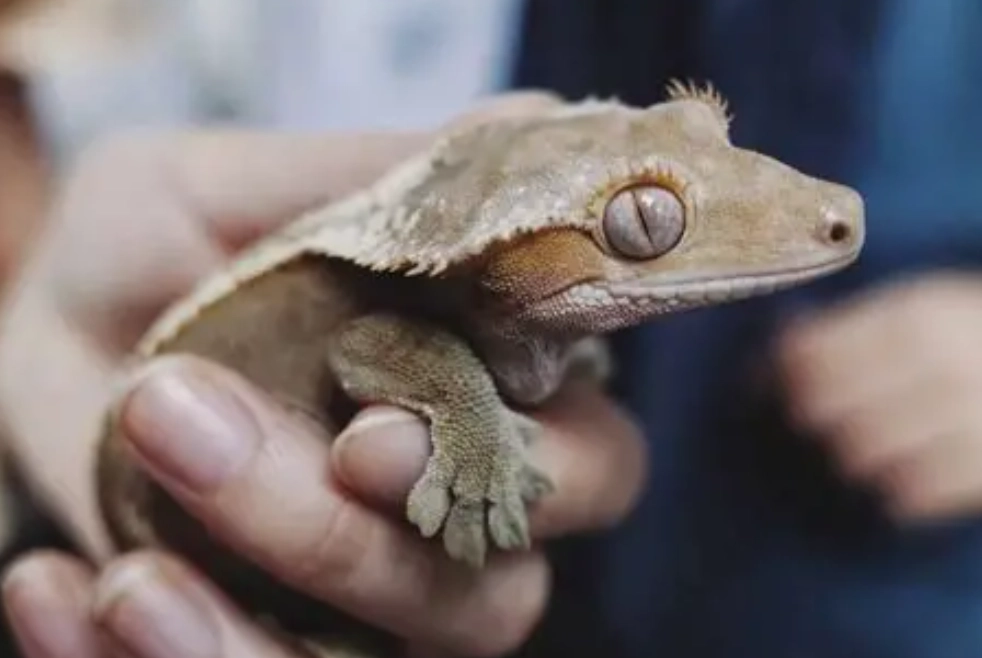 are crested geckos friendly are crested geckos friendly