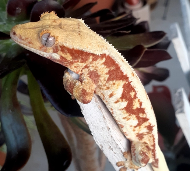 harlequin crested gecko