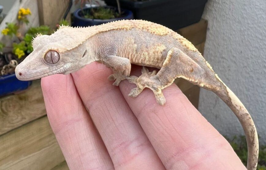 gecko size comparison